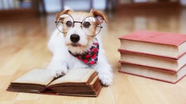 Gözlüklü mutlu akıllı köpek, kuyruğunu sallarken kitap öğrenip okuyor. Yavru köpek eğitimi, hayvan zekası.