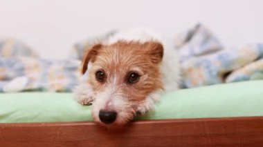 Yatak odasında, sahibinin yatağında uyuduktan sonra uyanan sevimli, mutlu köpeğin yüzü.