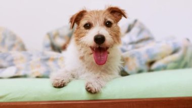Yatak odasında, sahibinin yatağında uyuduktan sonra uyanan sevimli, mutlu, nefes nefese bir köpeğin yüzü.