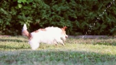 Heyecanlı, eğlenceli bir köpek su sıçratarak oynuyor ve onu çimenlerde ısırıyor.