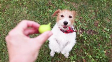 Şirin köpek yemek için yalvarıyor sonra bir el ona çiğnemesi için incir veriyor. Hayvan yemek, sağlıklı meyvelerle beslenmek..