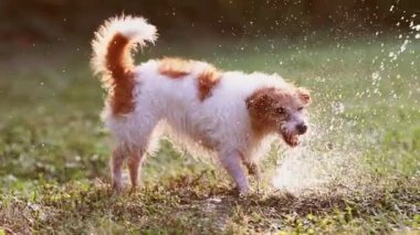 Heyecanlı eğlenceli köpek su sıçratarak oynuyor ve ısırıyor, çimenlerde içiyor.