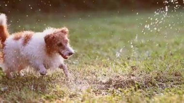 Komik ıslak köpek su sıçratarak oynuyor ve ısırıyor, çimenlerde içiyor.