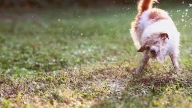 Eğlenceli heyecanlı köpek çimlere su sıçratarak oynuyor.