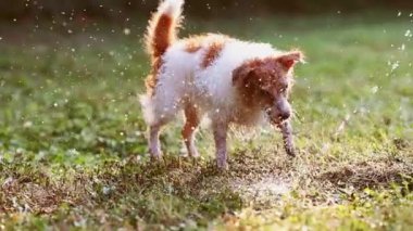 Heyecanlı eğlenceli köpek su sıçratarak oynuyor ve ısırıyor, çimenlerde içiyor.