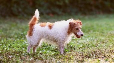 Tüylü tüylü komik kabarık tüylü Jack Russell teriyer köpeği ayakta, çimleri dinliyor.