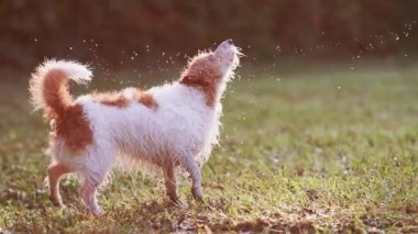 Islak komik köpek çimenlerde yüzdükten sonra suyu silkeliyor. 
