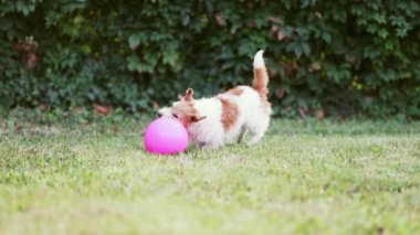 Komik, mutlu hiperaktif köpek çimlerin üzerinde oyuncak bir topla koşuyor ve oynuyor. Aktif, oyuncu köpek yavrusu.