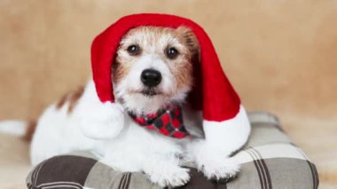 Noel Baba şapkalı mutlu şirin köpek ağzını yalıyor. Noel veya yeni yıl tatili konsepti.