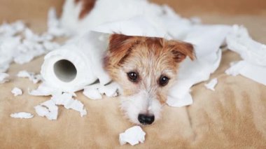 Yaramaz yaramaz köpek tuvalet kağıdı çiğnedikten sonra izliyor. Hiperaktif, aktif köpek eğitimi, köpek ayırımı kaygısı konsepti.