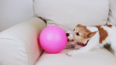 Oyuncak topla oynayan, ısıran ve çiğneyen hiperaktif bir köpek. Evde aktif köpek yavrusu.