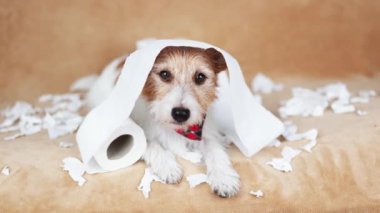Yaramaz yaramaz köpek tuvalet kağıdı çiğnedikten sonra izliyor. Hiperaktif, aktif köpek eğitimi konsepti.