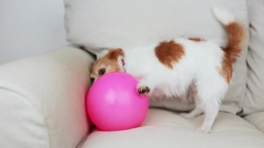Yaramaz hiperaktif, heyecanlı köpek oyuncak topla oynuyor, ısırıyor ve çiğniyor. Evde aktif köpek yavrusu.