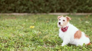 Sahibi otların arasında oturan köpeğinin dışkısını bir kaka torbasına koyuyor. Kaka yapmak, dışkılamak, hayvan dışkısı, hijyen kavramı..
