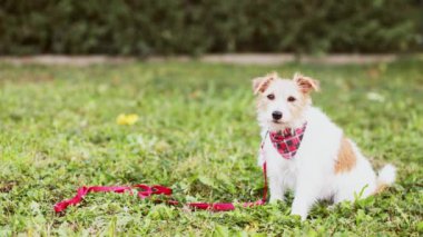 İtaatkar köpek bekler ve sonra otların arasında tasması olan antrenör sahibine bakar. Hayvan, hayvan eğitimi..