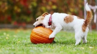 Komik oyuncu köpek, çiğneyip ısırırken sonbahar tatili balkabağıyla oynuyor. Şükran günün kutlu olsun..