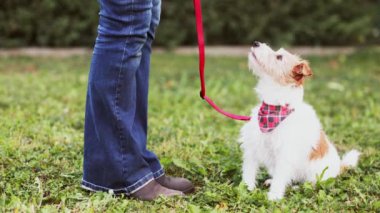 Tasmalı şirin köpek ona oturmayı, beklemeyi ve atıştırmayı öğreten antrenör sahibine bakıyor. Yavru köpek eğitim kavramı.