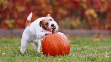 Komik oyuncu Jack Russell Terrier köpeği sonbaharda balkabağı çiğner ve onunla oynar. Sonbahar ya da mutlu şükran günü eğlencesi.