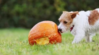 Şirin, aç köpek çiğniyor, sonbaharda balkabağı yiyor. Mutlu Şükran Günü arkaplanları.