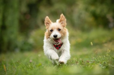 Çimenlerde koşan neşeli, mutlu, aktif, teriyer köpek. Yavru köpek hiperaktivitesi. Köpekler veya evcil hayvanlar konsepti.
