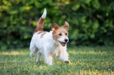 Çimlerin üzerinde koşan neşeli, mutlu, aktif Jack Russell Terrier köpeği. Yavru köpek hiperaktivitesi.
