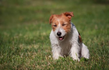 Şirin gülümseyen köpek yavrusu çimenlerde oturur, evcil hayvan arka planında.