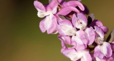 Pink hollowroot flower close-up, spring forward, springtime floral banner. or background. Macro photography. clipart