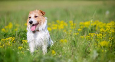 Baharda çimenlerde oturup çiçeklerle gülümseyen mutlu, nefes nefese bir evcil köpek. İlkbahar arkaplanı.