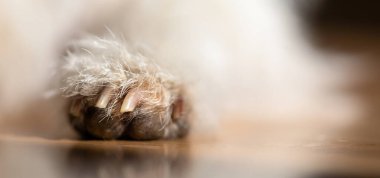 Küçük beyaz bir köpeğin pençesi ve pençesinin yakın plan pankartı. Hayvanların tırnak kesme konsepti.