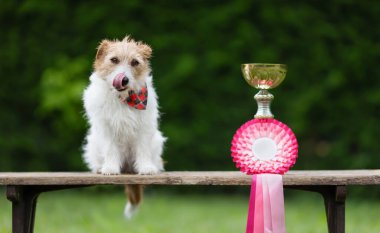 Kazanan kupa ve kurdeleyle sevimli, mutlu bir köpek, başarılı bir yarışma geçmişi var.