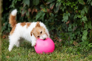 Oyuncu Jack Russell Terrier köpeği çimenlerde oyuncak topunu çiğniyor. Hayvan arkaplanı