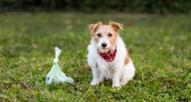 Köpek çimenlerin üzerinde, kaka torbasının yanında oturuyor, kakasını yapıyor, afişini sıçıyor.