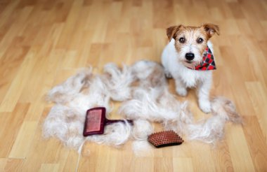 Saçlarını taradıktan sonra sevimli tüylü bir köpek. Hayvan bakımı ve damat geçmişi. 