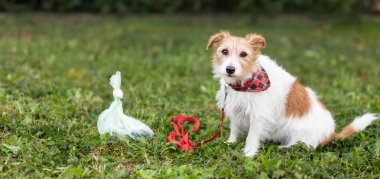 Köpek çimenlerin üzerinde, kaka torbasının yanında oturuyor, kakasını yapıyor, afişini sıçıyor.