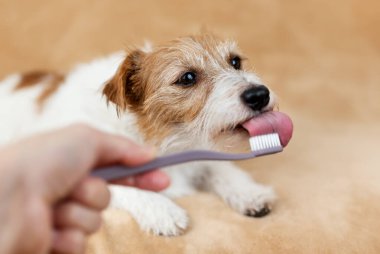 Diliyle yalaması için sağlıklı bir köpeğe diş fırçası veriyor. Evcil hayvan bakımı, diş fırçalama geçmişi. 