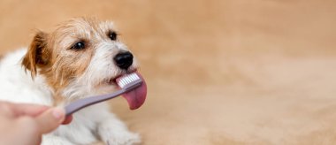 Ağzının suyu akan bir köpeğin yüzü, diş fırçasından diliyle diş macunu yalıyormuş gibi. Hayvan dişleri, köpek dişleri..