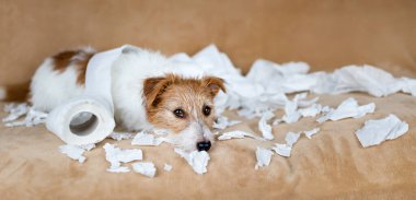 Tuvalet kağıdı çiğnedikten sonra yaramaz köpek. Hiperaktif, aktif köpek eğitimi, evcil hayvan yaramazlığı konsepti.