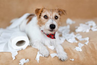 Tuvalet kağıdı çiğnedikten sonra yaramaz köpek. Hiperaktif, aktif köpek eğitimi, evcil hayvan yaramazlığı konsepti.