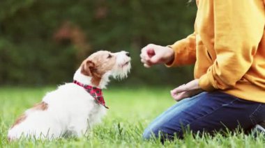 Antrenör, pençesini sallamaktansa tatlı köpeğine oturmayı öğretiyor. Yavru köpek eğitimi. İnsan ve evcil hayvanın ilişkisi.