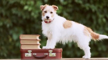 Jack Russell Terrier 'ın okul çantası ve kitaplarıyla dinleyen sevimli köpeği. Yavru köpek eğitim kavramı.