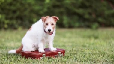 Mutlu köpek oturuyor ve bagaja bakıyor. Hayvan gezisi, otel ya da ulaşım geçmişi.