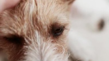 Sahibinin eli tatlı, rahatlatıcı köpeğinin kafasını ve gözlerini okşuyor. Hayvan bakımı ve aşk. 