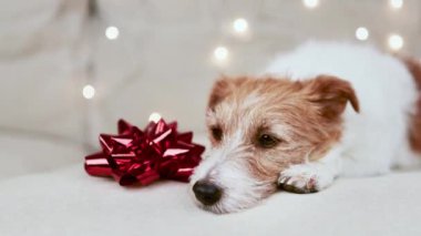 Noel ışıkları ve hediye yayı olan şirin bir tatil köpeği.
