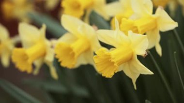 Sarı çiçek açan Paskalya nergisleri, bahar ileri, ilkbahar çiçekli arka plan