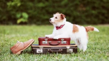 Ayakkabının yanında bavulları bekleyen mutlu şirin köpek. Hayvan gezisi, otel ya da tatil..