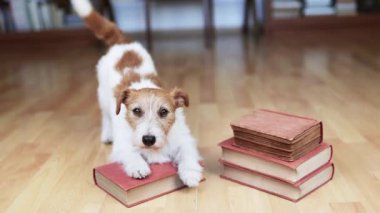 Şirin, mutlu, itaatkar bir evcil köpek kuyruğunu bir kitapta sallıyor. Yavru köpek eğitimi ve öğrenme. Hayvan numarası..