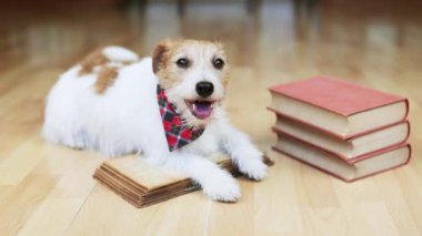 Şirin, mutlu, gülümseyen bir köpek kuyruğunu sallıyor ve kitap dinliyor. Yavru köpek eğitimi..
