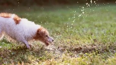 Eğlenceli köpek oynuyor ve çimlere su sıçrıyor.