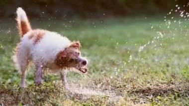 Komik, şakacı, ıslak köpek çimenlere su sıçratarak oynamak istiyor.