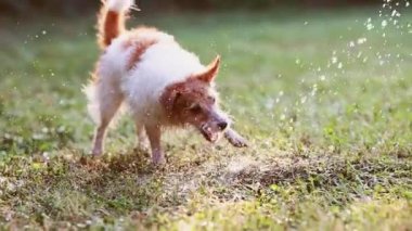 Şirin, sessiz, tüylü bir köpeğin yüzü. Saçlarını budadıktan sonra dinleniyor. Hayvan bakımı ve damat. 